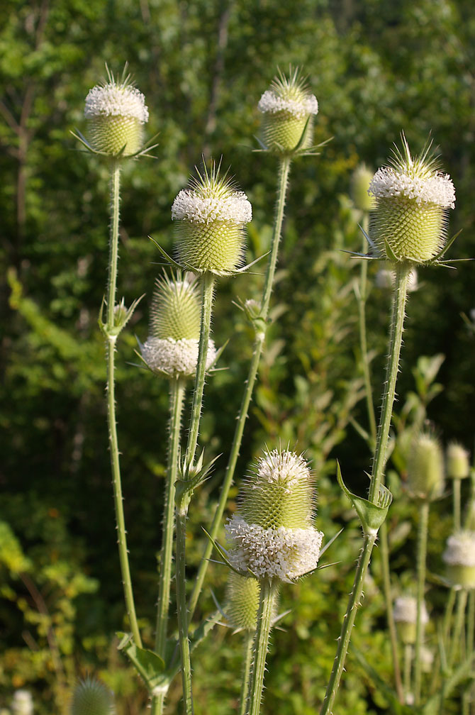 Dipsacus laciniatus / Scardaccione sfrangiato